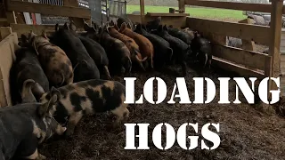 Loading Hogs and Piglets for Auction