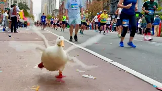 Wrinkle the Duck Runs NYC Marathon - wins medal 🏅🦆✨