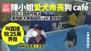 東張西望｜法鬥犬在狗Café泳池喪命　主人索償25萬　店主反駁指控