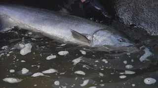 SPRING CHINOOK by RAFT! | BOBBER & SPINNER Salmon Tips | Small Water SALMON Techniques! |