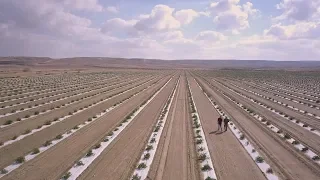 Agriculture in the Negev: Today's Desert Pioneers