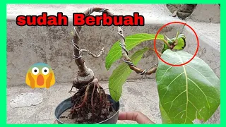 Bonsai On the rock Awar-awar (Ficus septica) akar angker