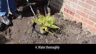 Planting with a Rootex Bag