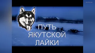 Искатели Якутии: Путь якутской лайки