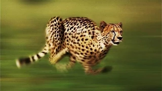 Cheetah - The Fastest Running Animal - National Geographic Full Documentary