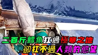 二百斤鱈魚扛過極寒之地，卻扛不過人類的慾望，這就是肉弱強食的世界嗎《活在當下》