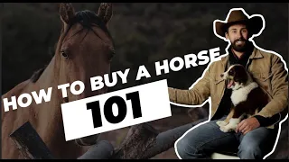 4 Tips for Buying Horses