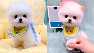 Cute and Funny Pomeranian Videos 27 #Shorts