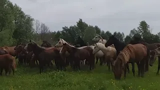 ПЕРЕГОН ЛОШАДЕЙ НА ОСТРОВА! ВЕЛИКОЛЕПНОЕ ЗРЕЛИЩЕ!!!🐎🐎🐎🐎🐎