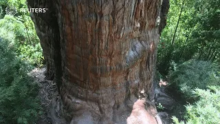 This could be world's oldest oldest tree