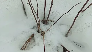 26.03.24 Снегу много- мышам раздолье!