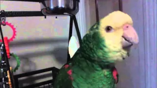 Parrot Laughing Out Loud LOL