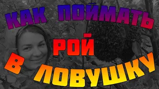 Как поймать рой в ловушку. Выбор и установка ловушки для пчел. #рой #пчелы  #ловушкадляпчел