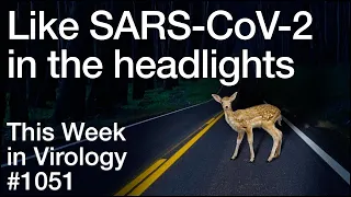 TWiV 1051: Like SARS-CoV-2 in the headlights