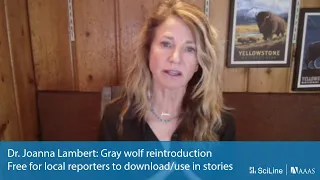 Expert Q&A on gray wolf reintroduction with Dr. Joanna Lambert