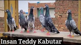 Insan Teddy male and Mehron wali Teddy Female for sale in Faisalabad M. Kashif (0302-7000045)