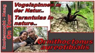 Vogelspinnen in der Natur....Ornithoctonus aureotibialis....tarantulas in nature