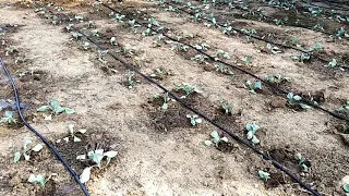 Drip irrigation cabbage 🥬 plantation