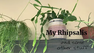 Rhipsalis Houseplants | A Houseplant Experiment | Other Plant Stuff
