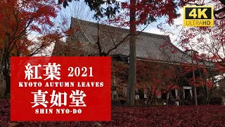 【4K】京都   真如堂 紅葉2021