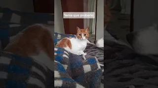 Como llamar a tu gato, pruébalo y me comentas si funciono