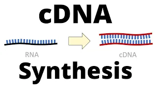 cDNA Synthesis Protocol by Reverse Transcription
