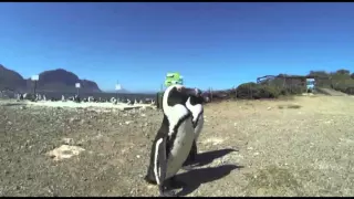South African Penguins