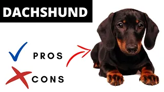 Pros And Cons Of Owning A DACHSHUND (Shocking)