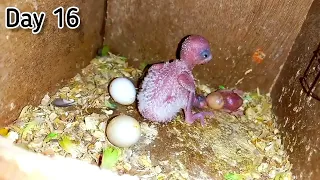 Budgies baby growth stage day 1 to day 45 | Miracle of life