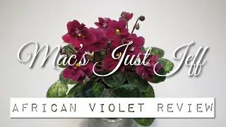 Mac's Just Jeff - African Violet Review