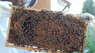 Live Herberts Bienen 12.4.20 (Durchsicht eine Wochen nach Honigraumgabe Volk 2 Beute 1 (kurz))