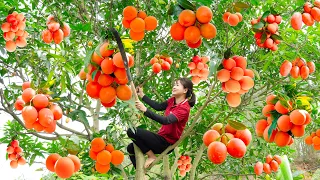 FULL VIDEO : 60 days Luyen Harvesting Mini Mango,Blood Moon Fruit,Bamboo Shoots,Cantaloupe and Cook