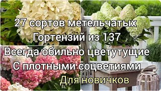 🌺Сорта гортензий с пышным и обильным цветением на крепких побегах,список для новичков.