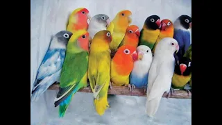 love birds |  parrots singing