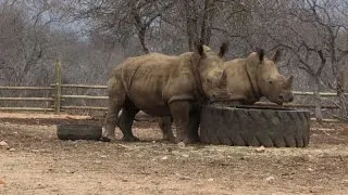 Tough times for S.Africa's all-female anti-poaching unit