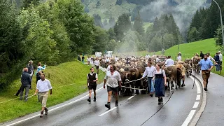 Viehscheid der Alpe Bärgunt- Kleinwalsertal 2023