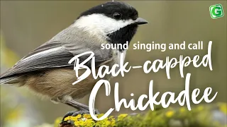 Black-Capped Chickadee Calls Song and Sounds | Chickadee-dee-dee Call, Seet call etc