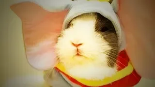 Funny Guinea Pigs Playing 🐭😊 Funny and Cute Guinea Pigs (Part 2) [Epic Life]