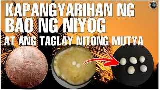 Kapangyarihan at Bisa ng Bao ng Niyog at ang Taglay nitong Mutya | Bhes Tv