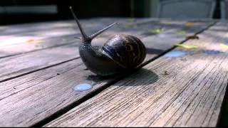 Snail goes wild on milk