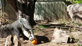 Anteater Enjoying Pumpkin Enrichment