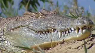 Tiger Vs Crocodile: Tiger was suddenly attacked by a crocodile | Wild Animals tv