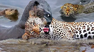 Craziest Animal Fights of All Time 2022