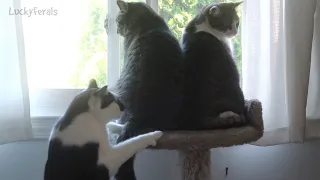 3 Cats On The Cat Tower