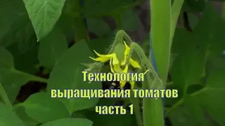 Технология выращивания томатов часть 1