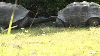 What Happens When You Interrupt Mating Tortoises