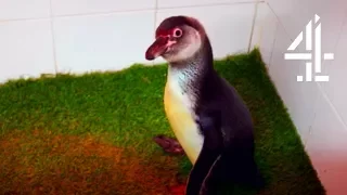 Fixing A Penguin's Leg To Help Them Swim | The Supervet