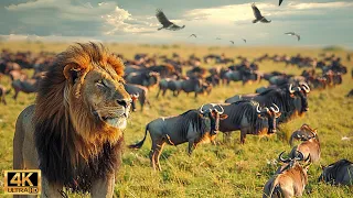 4K African Wildlife: The World's Greatest Migration from Tanzania to Kenya With Real Sounds #62