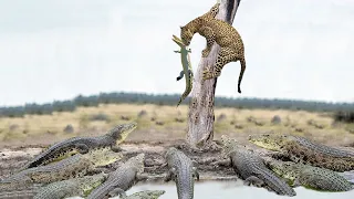 That's crazy! Leopard risked his life to kill Crocodile in the valley of the fierce Crocodiles
