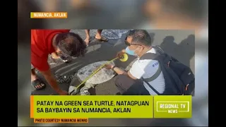 Regional TV News: Patay na green sea turtle, natagpuan sa baybayin sa Numancia, Aklan